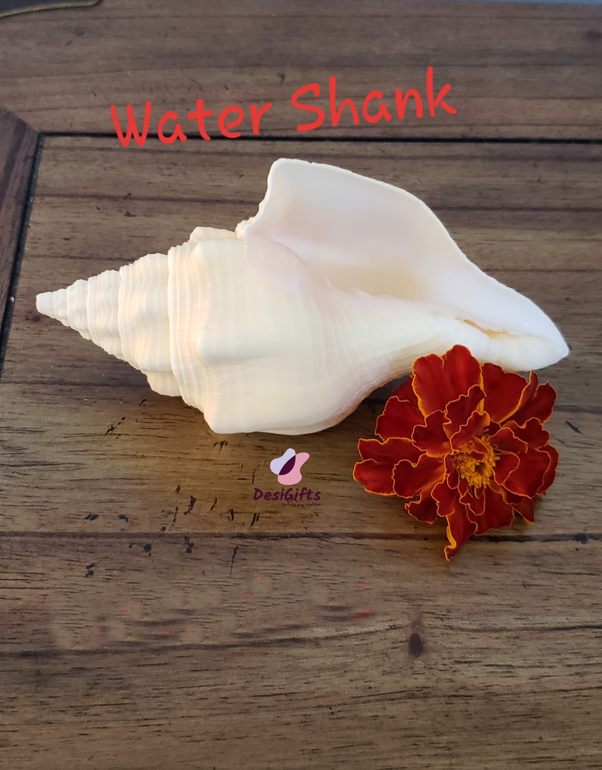 Water Conch (Sankh) for Pooja, WCP# 219